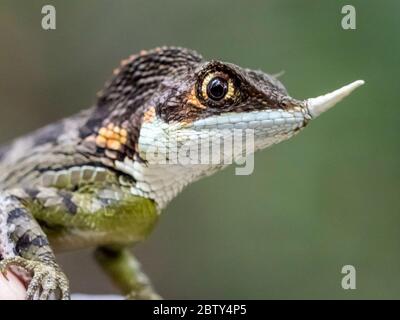 Un lézard mâle à cornes de rhinocéros (Ceratophora stoddartii) adulte, près de Sigiriya, Sri Lanka, Asie Banque D'Images