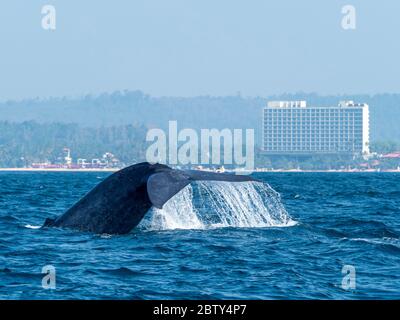 Une baleine bleue adulte (Balaenoptera musculus), une plongée à la légère au large de la petite ville de Mirissa, dans le sud du Sri Lanka, en Asie Banque D'Images