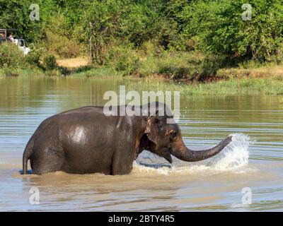 Un éléphant d'Asie adulte (Elepha maximus), baignant dans un trou d'eau, parc national d'Udawalawe, Sri Lanka, Asie Banque D'Images