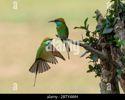 Une paire de petits mangeurs d'abeilles vertes (Merops orientalis), perchés sur un arbre, parc national Wilpattu, Sri Lanka, Asie Banque D'Images