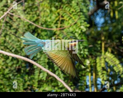 Un adulte de Merops phippinus, en vol, parc national de Yala, Sri Lanka, Asie Banque D'Images