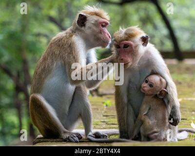 Toque macaques (Macaca sinica) se toilettant, Polonnaruwa, Sri Lanka, Asie Banque D'Images