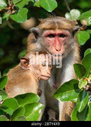 Une mère et un bébé Toque macaque (Macaca sinica), Parc national Wilpattu, Sri Lanka, Asie Banque D'Images