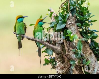 Une paire de petits mangeurs d'abeilles vertes (Merops orientalis) perchés sur un arbre, parc national Wilpattu, Sri Lanka, Asie Banque D'Images