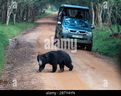 Un ours d'alostème adulte (Melursus ursinus) traversant la route dans le parc national de Wilpattu, Sri Lanka, Asie Banque D'Images