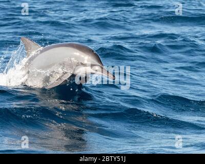 Un dauphin à tourterelles (Stenella longirostris) adulte, qui bondisse dans les eaux de la péninsule de Kalpitiya, Sri Lanka, Asie Banque D'Images