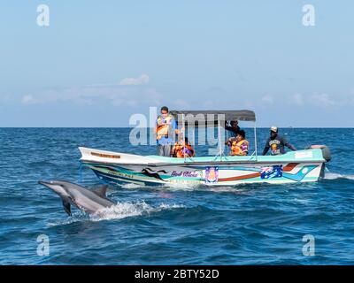 Dauphins à disque adultes (Stenella longirostris), qui bondisent près d'un bateau touristique dans les eaux de la péninsule de Kalpitiya, Sri Lanka, Asie Banque D'Images