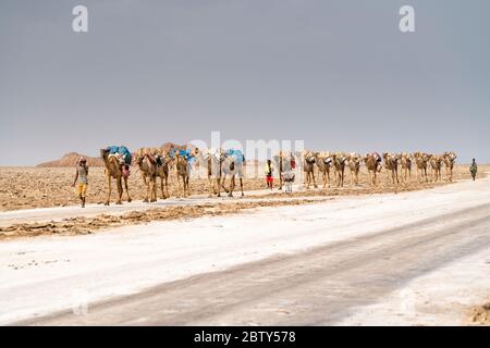 Caravane de sel traversant le désert, Dallol, Danakil Dépression, région d'Afar, Éthiopie, Afrique Banque D'Images