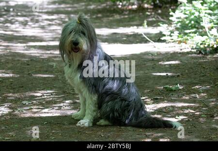 Limpsfield Common, Surrey, Royaume-Uni, 28 mai 2020, un vieux chien de berger anglais s'assoit lors d'une promenade matinale dans les bois sur Limpsfield Common tout en observant les distances sociales. Les prévisions météorologiques sont pour 19C/Soleil avec une douce brise et le soleil pour le reste de la semaine dans le sud du Royaume-Uni.Credit: Keith Larby/Alay Live News Banque D'Images