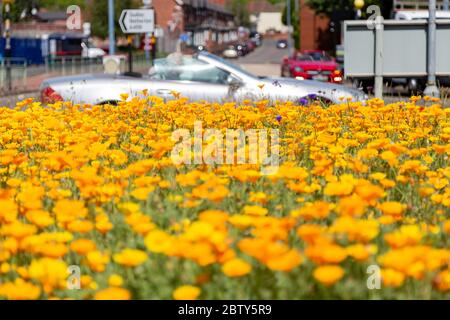 Old Hill, West Midlands, Royaume-Uni. 28 mai 2020. Une île de circulation très fréquentée dans Old Hill, une partie de l'agglomération West Midlands avec Birmingham, est inondée d'une piscine jaune de coquelicots de Californie. Les zones rurales qui affichent normalement des acres de coquelicots rouges sont minoritaires par rapport aux champs de coquelicots miniatures de certaines autorités locales. Crédit : Peter Lophan/Alay Live News Banque D'Images