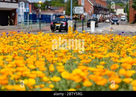 Old Hill, West Midlands, Royaume-Uni. 28 mai 2020. Une île de circulation très fréquentée dans Old Hill, une partie de l'agglomération West Midlands avec Birmingham, est inondée d'une piscine jaune de coquelicots de Californie. Les zones rurales qui affichent normalement des acres de coquelicots rouges sont minoritaires par rapport aux champs de coquelicots miniatures de certaines autorités locales. Crédit : Peter Lophan/Alay Live News Banque D'Images