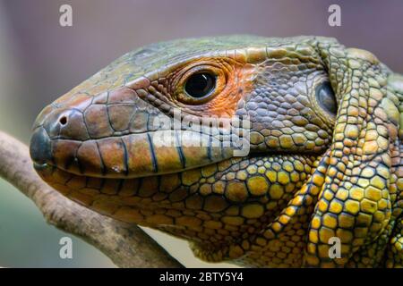 Le lézard caiman du Nord se trouve sur le tronc. C'est une espèce de lézard que l'on trouve dans le nord de l'Amérique du Sud. Le corps du lézard caiman est très semblable Banque D'Images