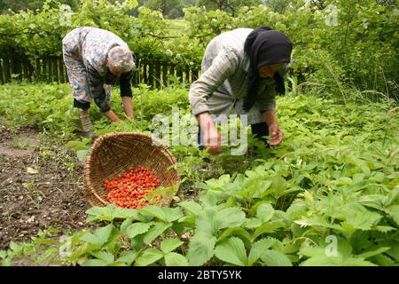 Les femmes de la campagne roumaine ramassant des fraises dans le jardin Banque D'Images