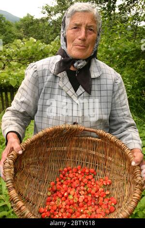 Femme de la campagne roumaine ramassant des fraises dans le jardin Banque D'Images