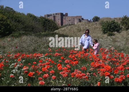 Je Han et sa fille Sofie Han, 4 ans, marchent à travers un champ de coquelicots près de la forteresse côtière du château de Bamburgh dans le Northumberland, comme on rappelle au public de pratiquer la distanciation sociale après la détente des restrictions de verrouillage. Banque D'Images