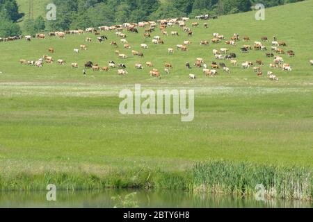 Troupeau de vaches paissant sur une colline dans le comté de Covasna, Roumanie Banque D'Images