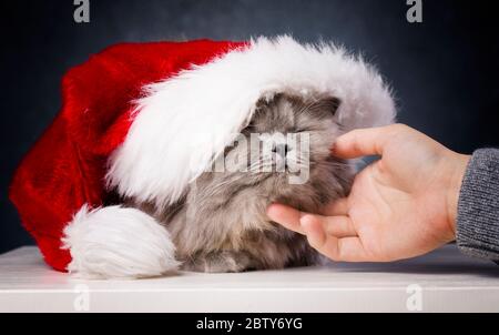 Mignon British Longhair chat, chapeau de père noël, concept de baptêmes Banque D'Images