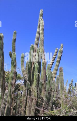 Cactus à Aruba île. Paysage aride naturel dans le parc national d'Arikok Banque D'Images