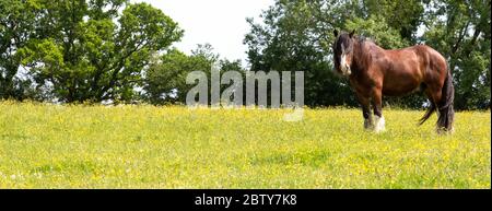 Shire Horse in Field, Hampshire, Angleterre, Royaume-Uni Banque D'Images