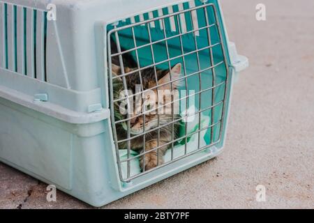 Chat triste derrière les barres, fermé dans la boîte trasport ou le porte-animaux. Animaux domestiques sans abri et concept vétérinaire Banque D'Images