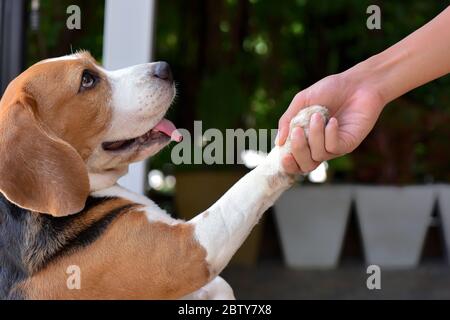 Les chiens beagle donnent les mains aux gens. Les pattes de chien dans les mains humaines amitié avec les animaux de compagnie Banque D'Images