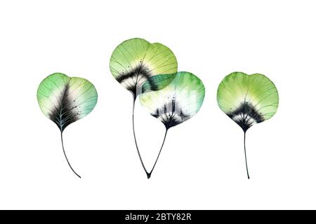 Ensemble de feuilles aquarelles. Collection de branches vertes transparentes isolée sur blanc. Œuvres d'art peintes à la main avec arbre de style boho. Botanique réaliste Banque D'Images