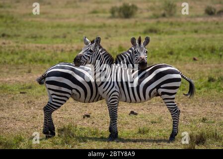 Deux Zèbres embrassants de Masai Mara Banque D'Images