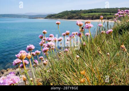 Fleurs de rose de mer ou de Thrift (Armeria maritima) qui poussent sur la côte au-dessus de la baie au début de l'été. Benllech, Île d'Anglesey, pays de Galles du Nord, Royaume-Uni, Grande-Bretagne Banque D'Images