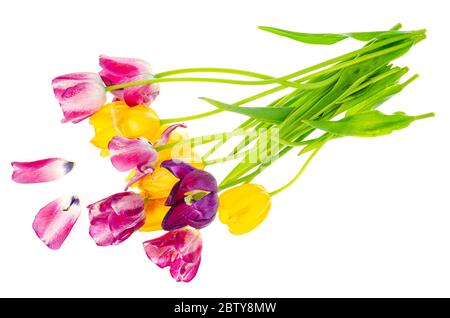 Bouquet de tulipes de couleur sauvage sur fond blanc. Photo de studio Banque D'Images