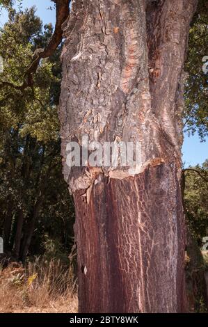 Tronc de chêne de liège (Quercus suber) avec une partie de l'écorce de liège récoltée, France Banque D'Images