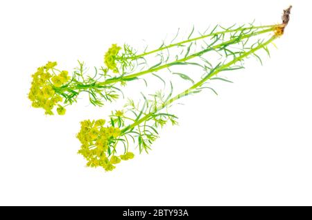 Fleur sauvage avec fleurs jaunes isolées sur fond blanc. Photo de studio Banque D'Images