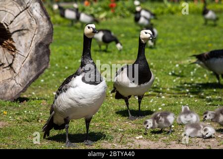 Bernaches de Barnacle (Branta leucopsis) avec des gosseaux à Hesperianpuisto, à Helsinki, en Finlande Banque D'Images