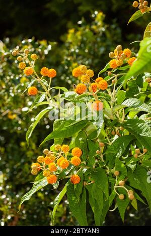 Le Buddleia globosa ( Golden Ball ) croissant dans un jardin dans le Fife, en Écosse. Banque D'Images