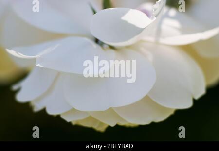 Fleur de rose Lichfield Angel par David Austin Banque D'Images