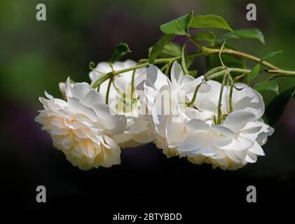 Fleur de rose Lichfield Angel par David Austin Banque D'Images