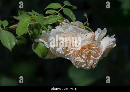 Fleur de rose Lichfield Angel par David Austin Banque D'Images