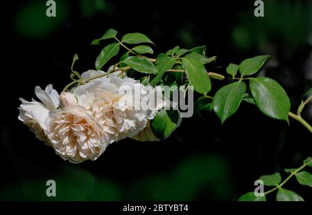 Fleur de rose Lichfield Angel par David Austin Banque D'Images