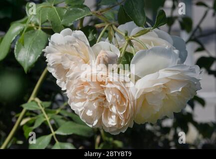 Fleur de rose Lichfield Angel par David Austin Banque D'Images