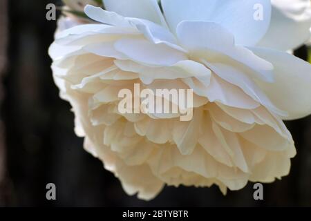 Fleur de rose Lichfield Angel par David Austin Banque D'Images