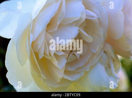 Fleur de rose Lichfield Angel par David Austin Banque D'Images