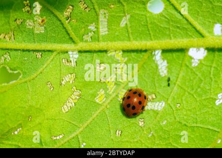 Coccinelle rouge se cachant sous une feuille verte Banque D'Images