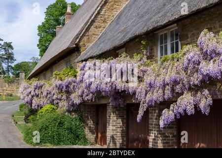 La Wisteria à fleurs violettes se brouille sur l'avant d'un cottage en chaume, Boughton, Northamptonshire, Royaume-Uni Banque D'Images