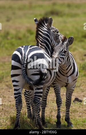 Deux Zèbres embrassants de Masai Mara Banque D'Images