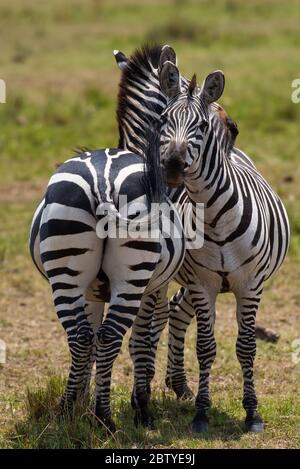 Deux Zèbres embrassants de Masai Mara Banque D'Images