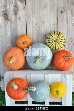 Citrouilles et cendres sur des planches en bois. Arrière-plan d'automne, vue du dessus Banque D'Images