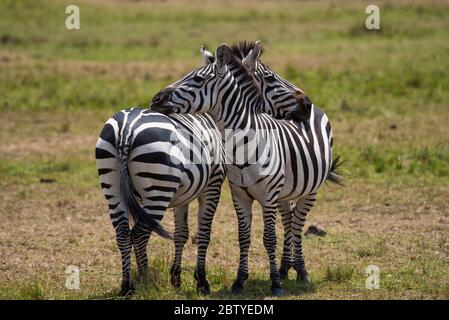 Deux Zèbres embrassants de Masai Mara Banque D'Images