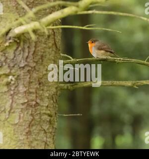 Robin européen (erithacus rubecula) assis sur une branche, parc national de Peak District Banque D'Images