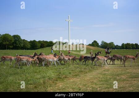 Marche à pied de cerf près de la croix papale dans Phoenix Park, Dublin ville, Irlande. Banque D'Images