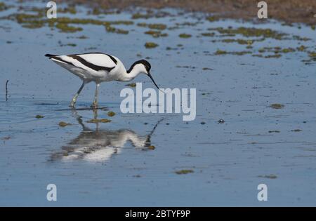 Avocet (Recurvirostra avosetta) recherche dans les eaux peu profondes Banque D'Images