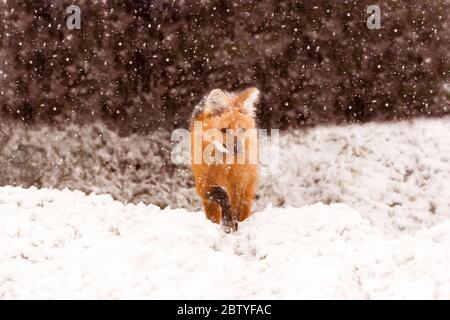 Loup mané (Chrysocryon brachyurus) en marchant dans une tempête de neige Banque D'Images
